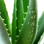 Aloe Vera  Une plante au service de notre bien-être à tous