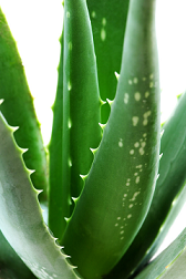 Aloe Vera  Une plante au service de notre bien-être à tous